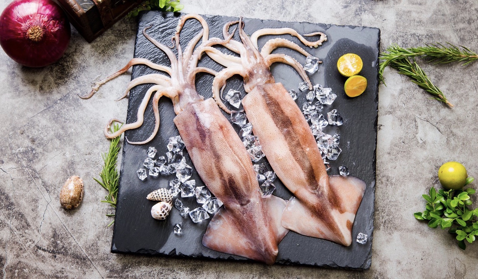 ILLEX SQUID