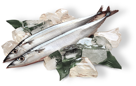 saury